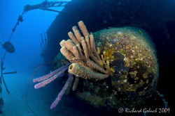 Sponges on Hilma Hooker-Bonaire by Richard Goluch 